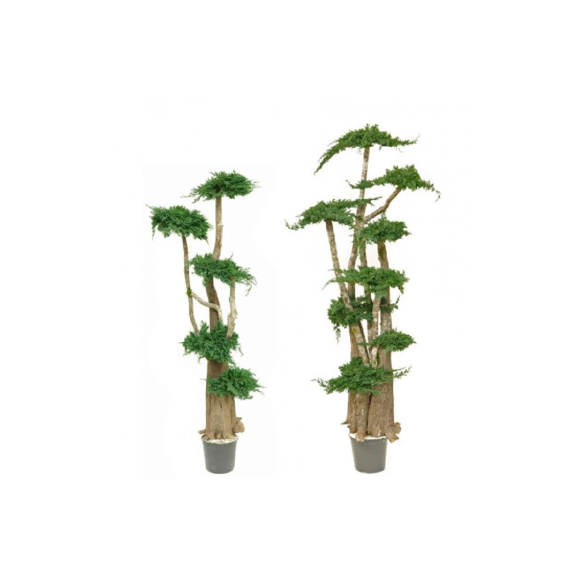 Arbre Juniperus Stabilisé 190 CM 3 Arbre Juniperus Stabilisé 190 CM