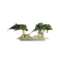 Bonsaï Stabilisé Double Racine