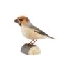 Decobird Gros Bec -Maison Fournitures Magasin decobird gros bec