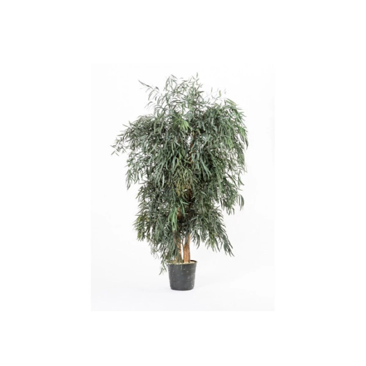 Eucalyptus Stabilisé Large 130 Cm 3 Eucalyptus Stabilisé Large 130 Cm