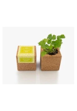 Grow Cube Aimanté Coriandre