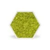 Tableau Stabilisé Hexagonal Lichen Vert Citron -Maison Fournitures Magasin tableau stabilise hexagonal lichen vert citron