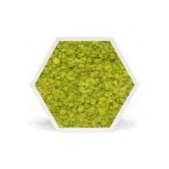 Tableau Stabilisé Hexagonal Lichen Vert Citron