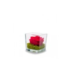 Verrine Genova 10 Cm Rose Stabilisée